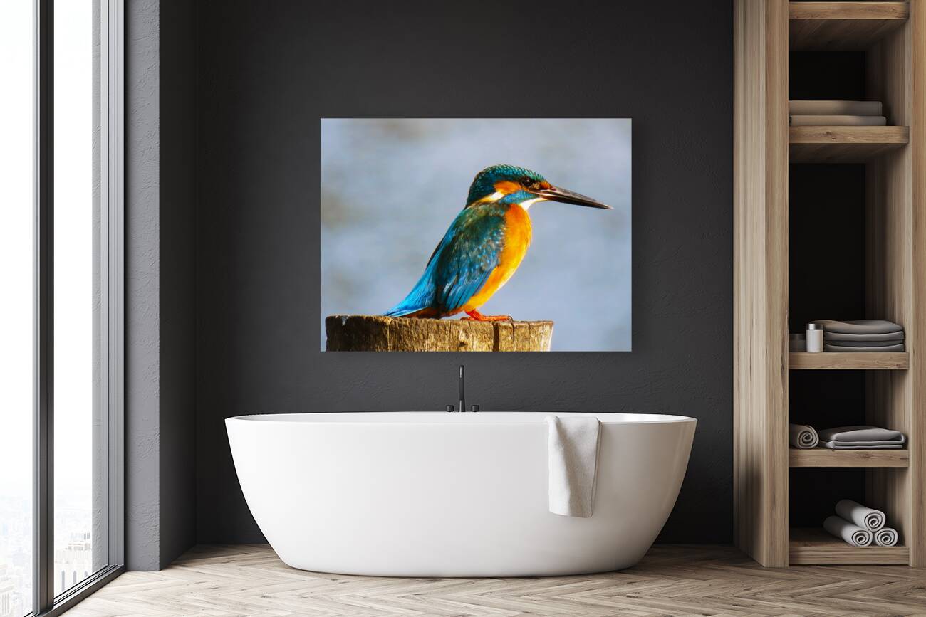 Common kingfisher Bird Reproduction