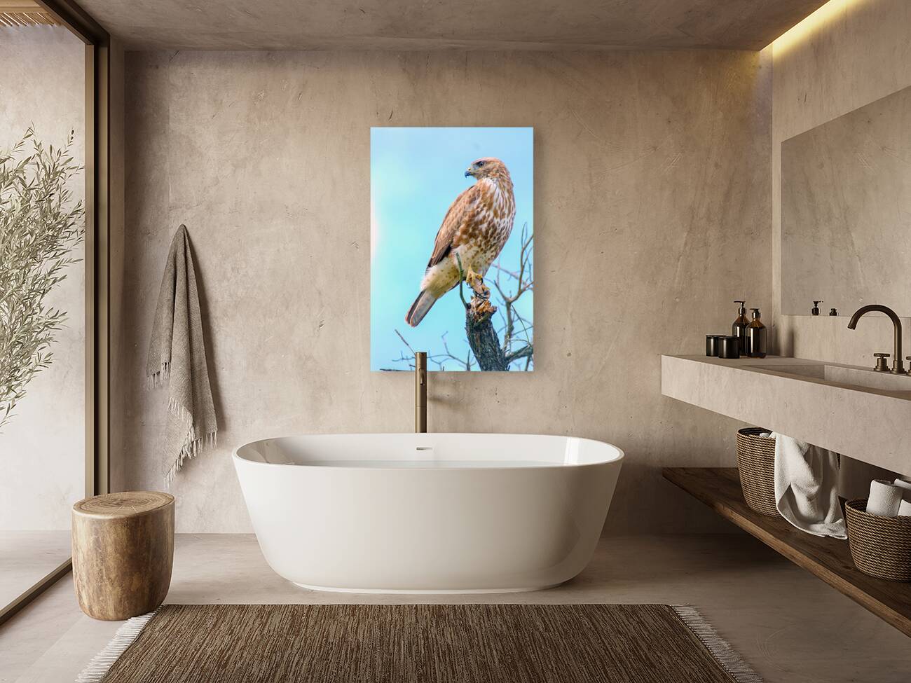 Hawk Buzzard Bird Reproduction