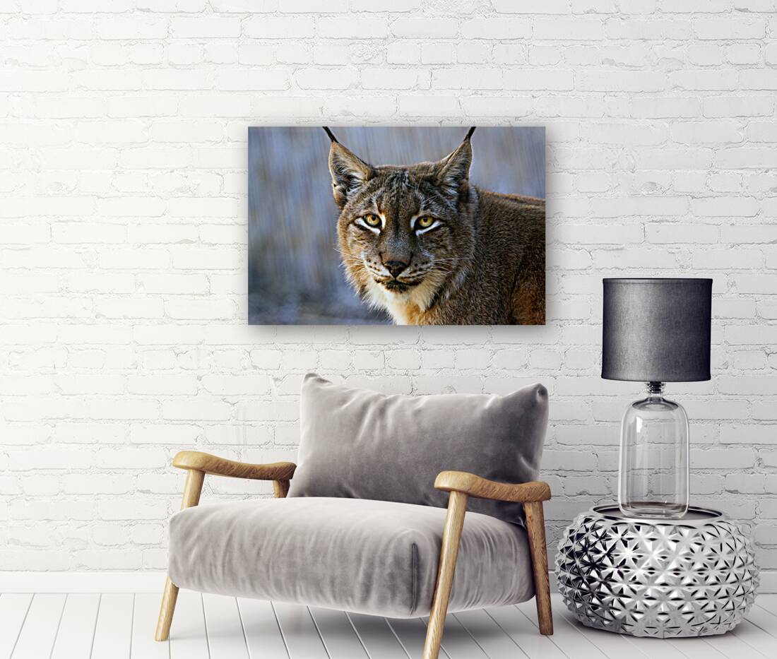 Lynx Big Cat Reproduction