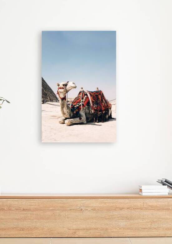 Camel In Giza Egypt by One Simple Gallery