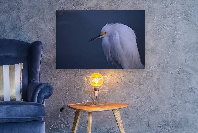 Egret Reproduction