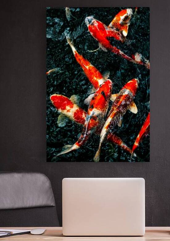 Koi Fish Reproduction