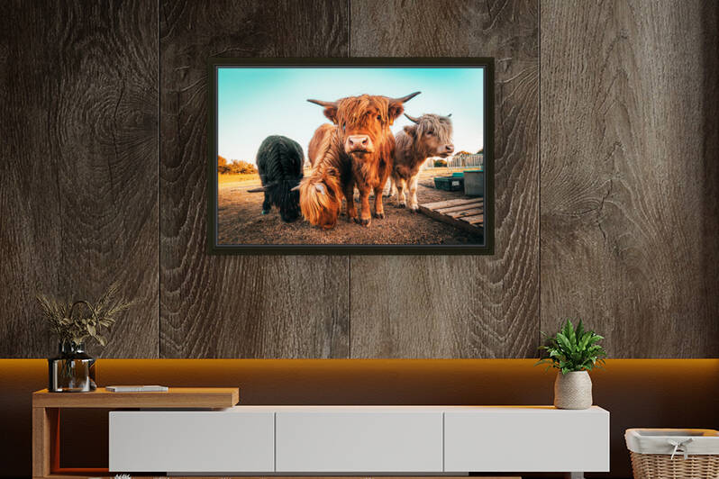 Domestic Yak by One Simple Gallery