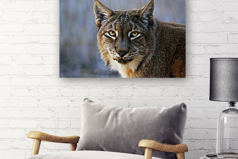 Lynx Big Cat by One Simple Gallery