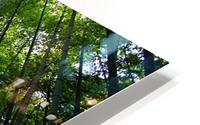 Bamboo Forest_OSG   HD Metal print
