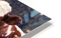 Brown and White Cows HD Metal print