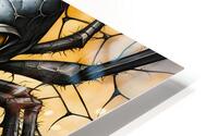Creepy Spider HD Metal print