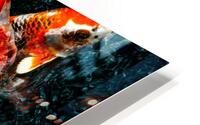 Koi Fish HD Metal print
