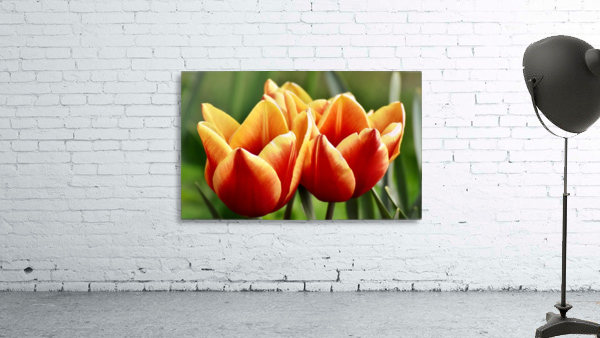 Tulips 1 Wall Preview