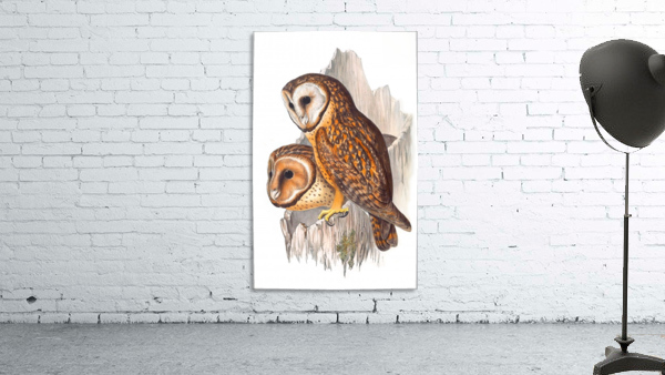 Chestnut-Faced Owl  Wall Preview