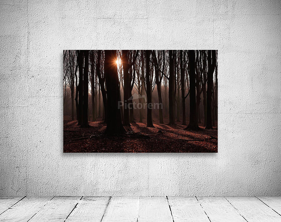 Forest 1_OSG Wall Preview