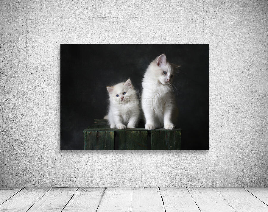 CUTE KITTENS Wall Preview