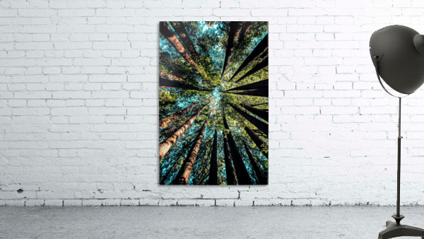 Looking Up 02_OSG Wall Preview