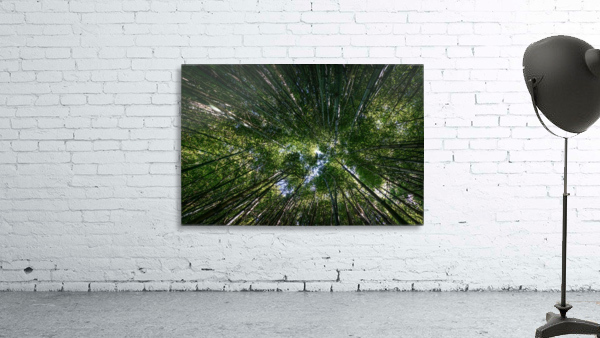 Bamboo Forest_OSG Wall Preview