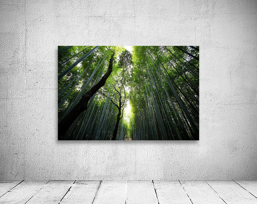 Bamboo Forest_OSG   Wall Preview