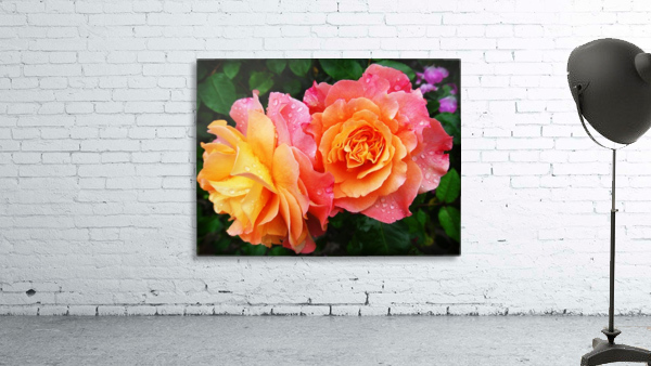 Rose 1_OSG Wall Preview