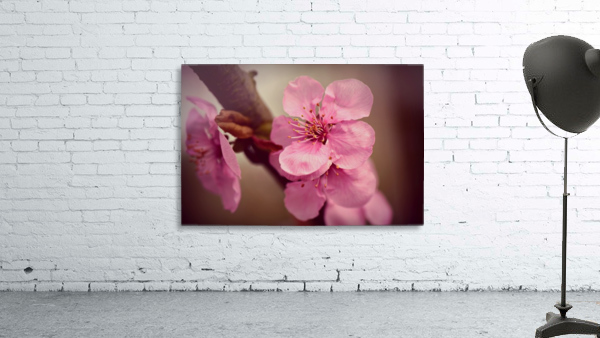 Cherry Blossom Flower Wall Preview