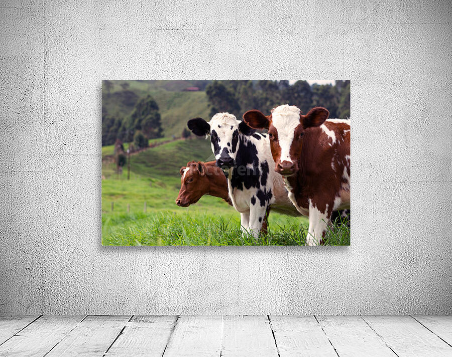 Brown and White Cows Wall Preview