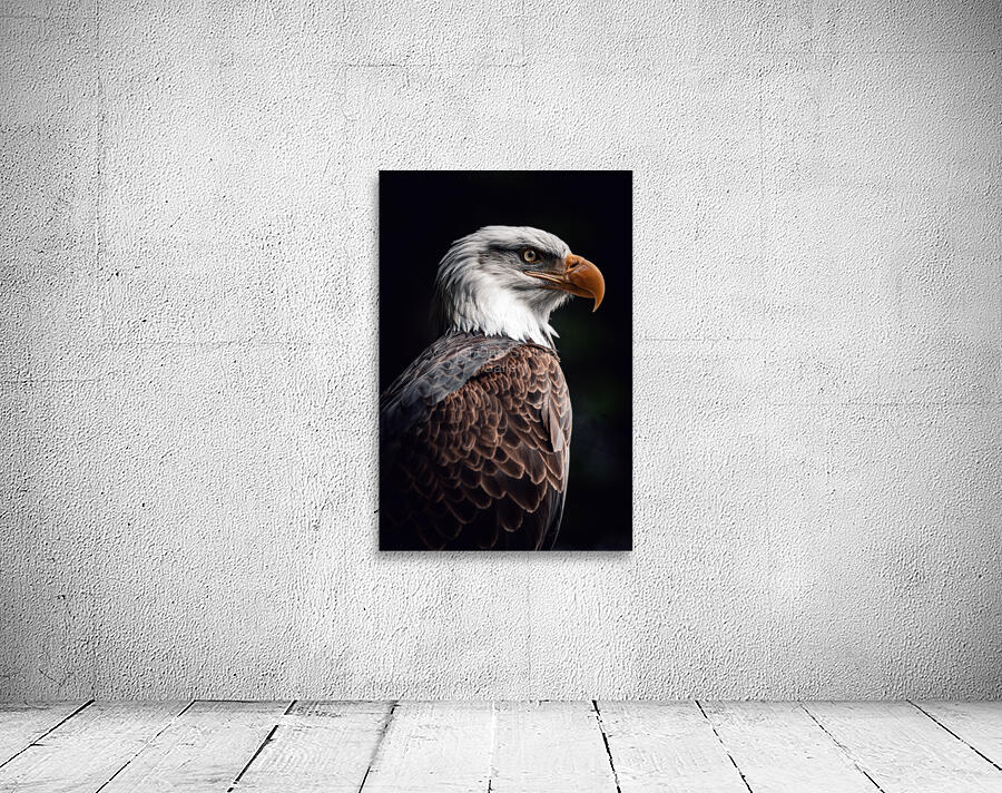 Bald Eagle Wall Preview
