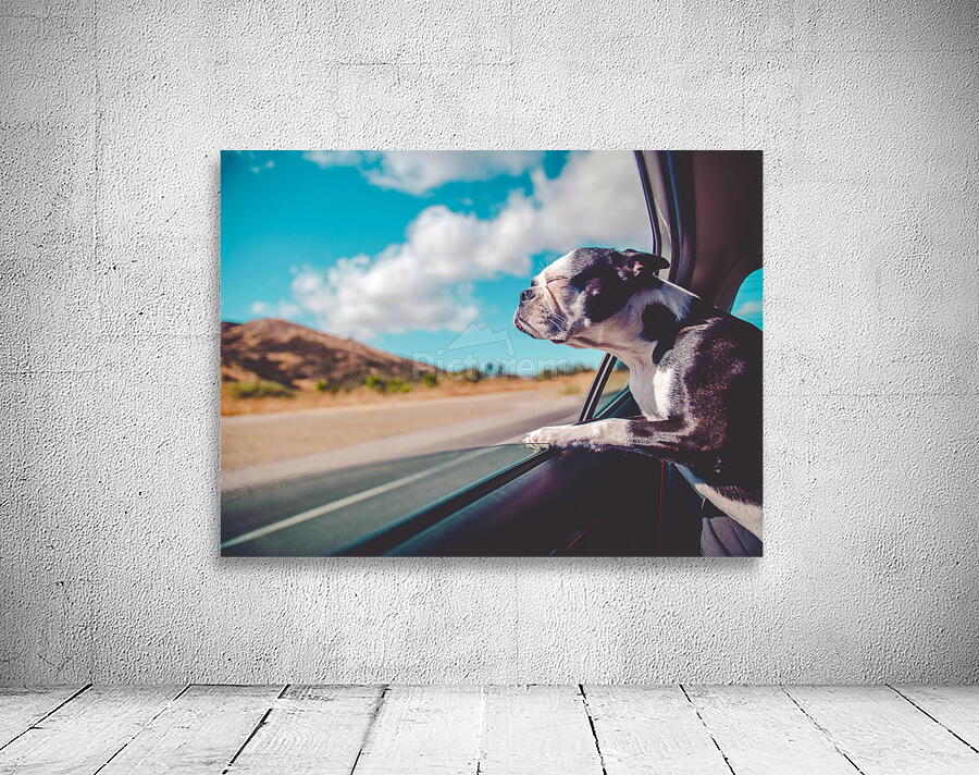 Boston Terrier Dog  Wall Preview