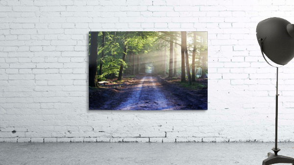 Forest Road 2_OSG Wall Preview