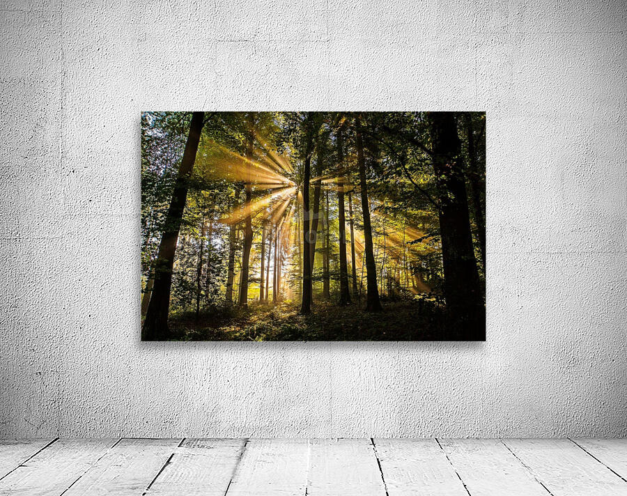 Forest Sun Rays 1_OSG Wall Preview