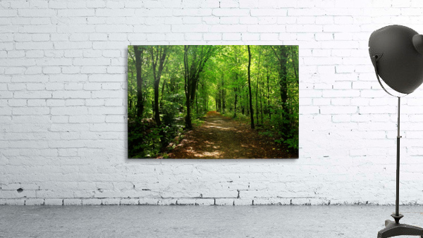 Forest Road 5_OSG Wall Preview