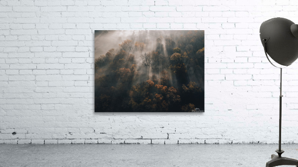 Forest Light Ray Wall Preview