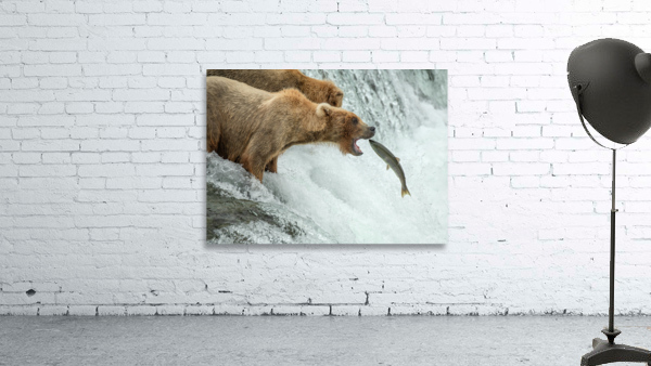 Brown Bear Catching Salmon Wall Preview