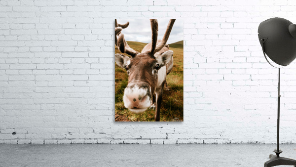 Deer Close Up Wall Preview