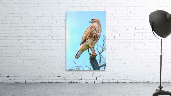 Hawk Buzzard Bird Wall Preview