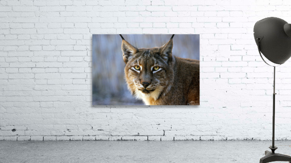Lynx Big Cat Wall Preview