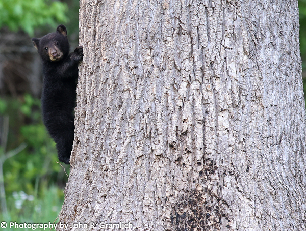 Baby Bear Digital Download