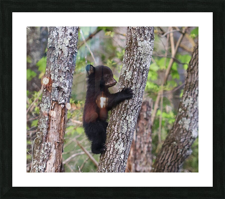 Hangin Out Picture Frame print