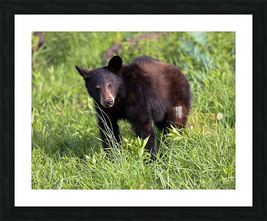 Yearling Curiosity  Picture Frame print