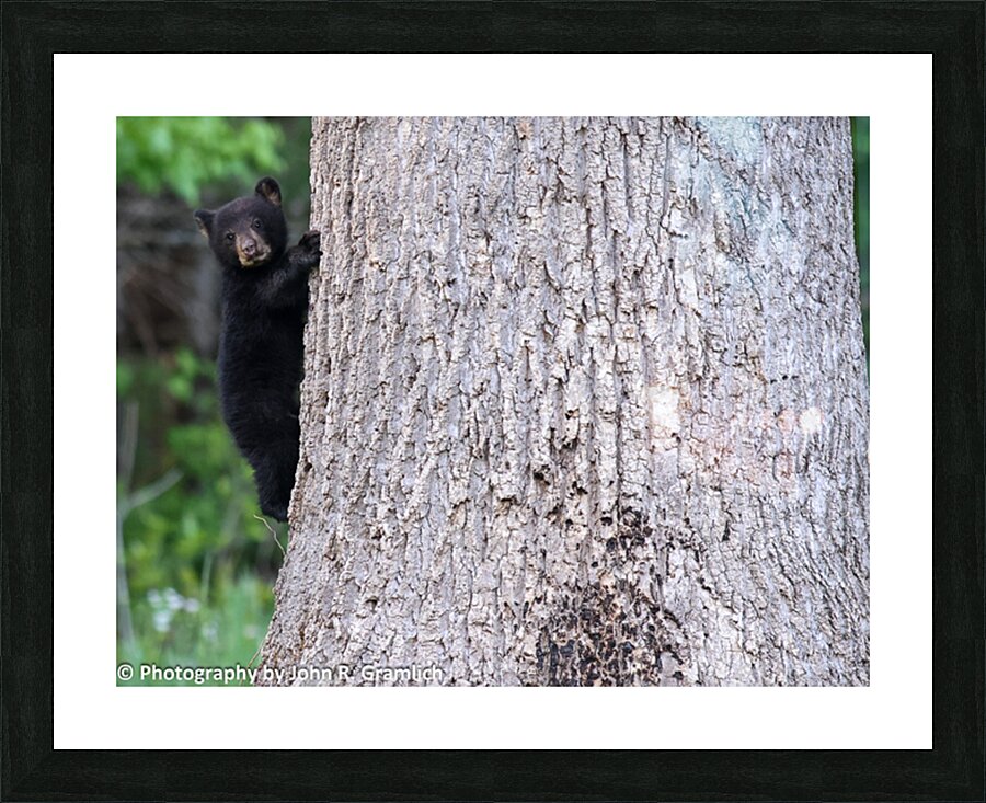 Baby Bear Picture Frame print