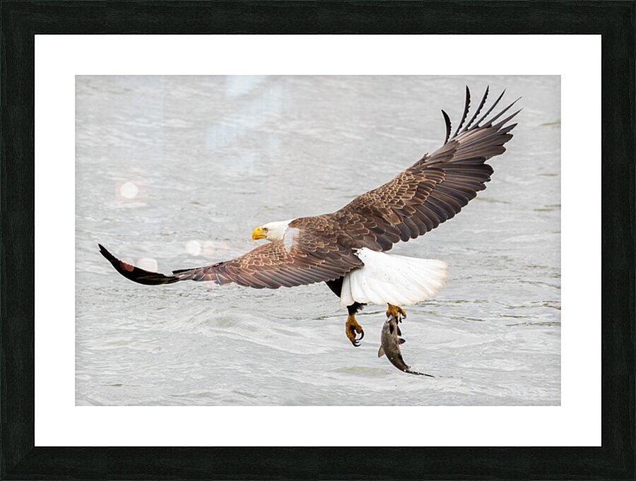 One Claw Catch Picture Frame print
