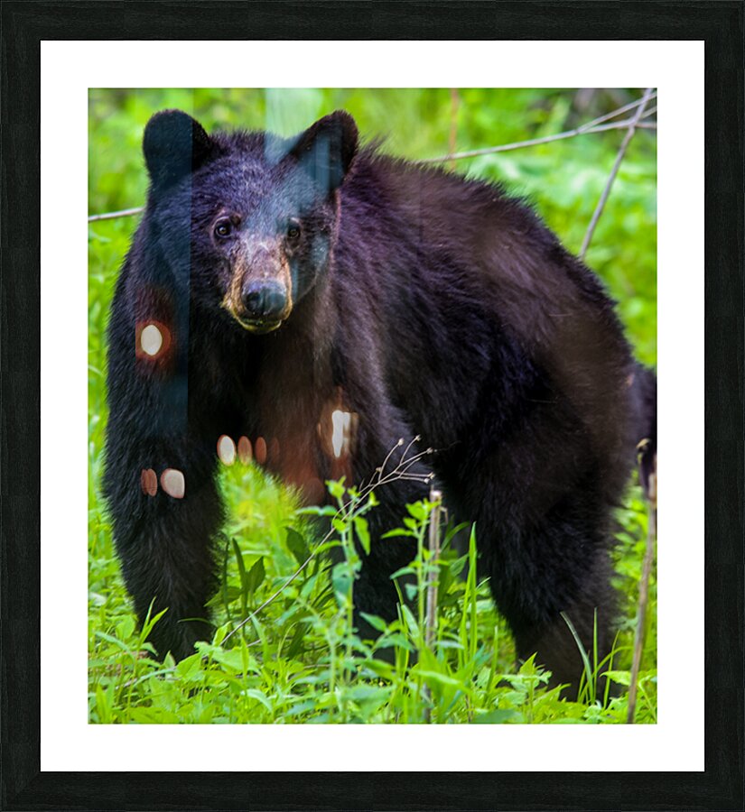 Reflecton  Picture Frame print