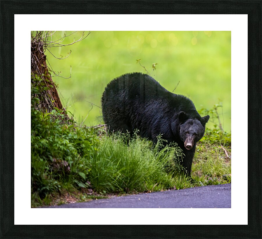 Surveying Down the Road Picture Frame print
