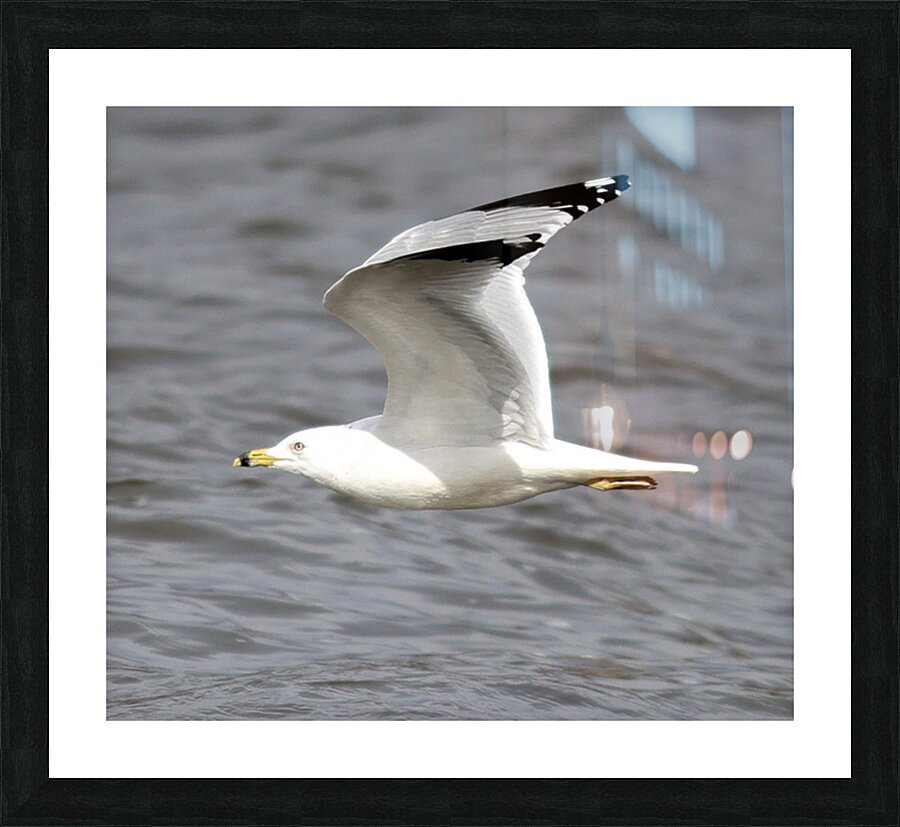 Seagull In Flight Picture Frame print