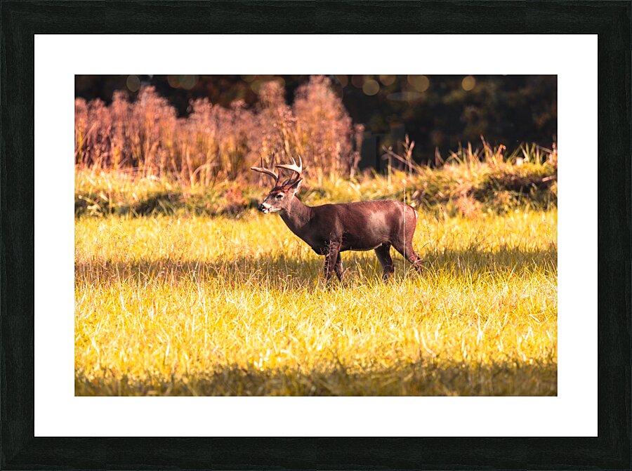 Sunlight Majesty Picture Frame print