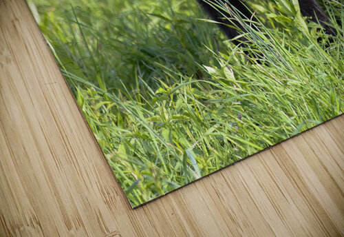 Yearling Curiosity  Vividscope puzzle