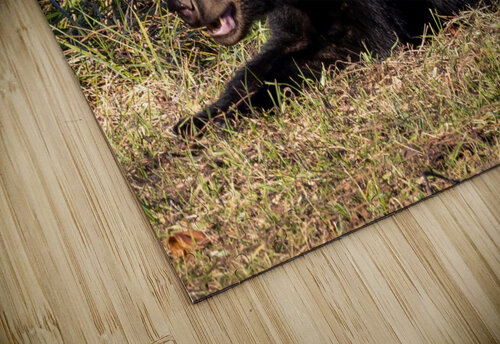 Walnut Crunching Vividscope puzzle