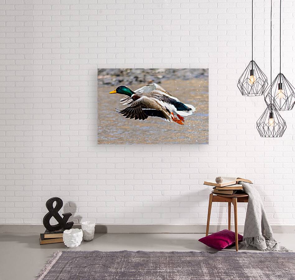Beginning Flight Reproduction