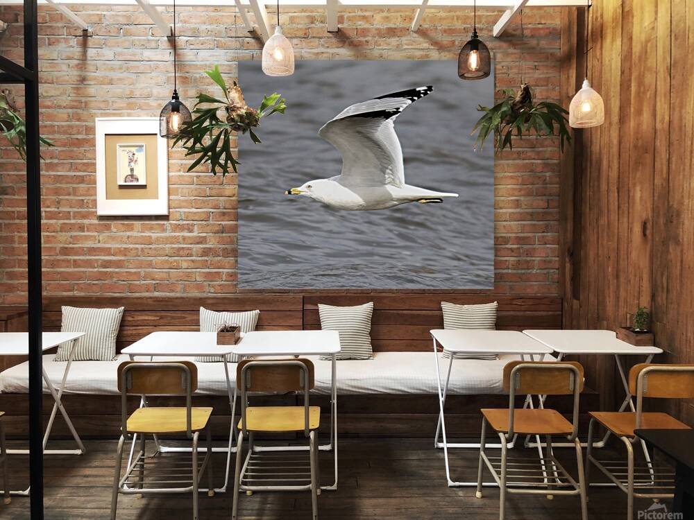 Seagull In Flight Reproduction