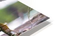 Cuddled Siblings HD Metal print
