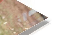 Hello HD Metal print