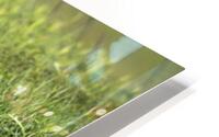Day Dreamin HD Metal print