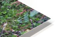 A Good Scratch HD Metal print