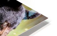 A Bear and his Rock HD Metal print